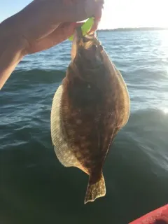 Summer Flounder thumbnail 3