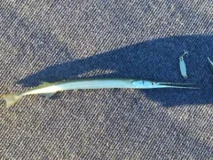 Atlantic Needlefish thumbnail 3