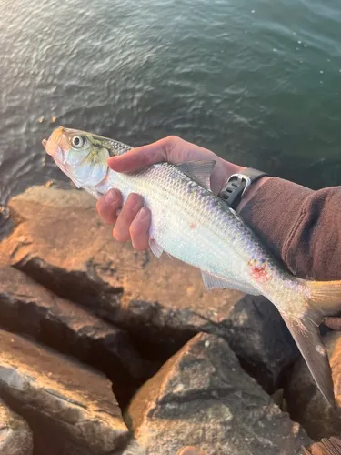 Hickory Shad
