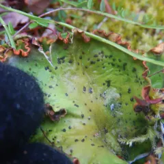 ruffled freckled pelt lichen thumbnail 2