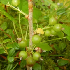 northern redcurrant thumbnail 4