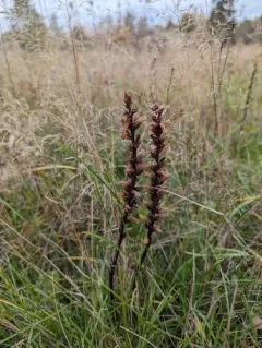 Common Broomrape thumbnail 4