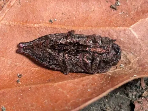 Dicerca pectorosa