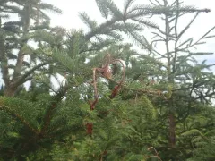 Sirococcus conigenus thumbnail 3