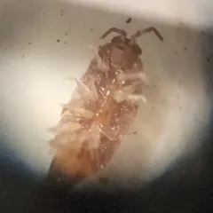 Riparian Woodlouse thumbnail 4