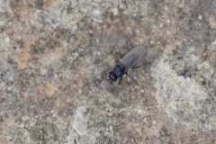 Opacifrons maculifrons thumbnail 3