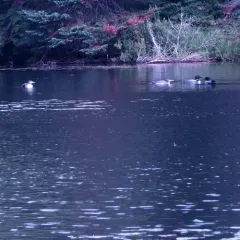 Common Loon thumbnail 4