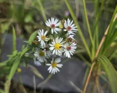 Tradescant's aster thumbnail 4