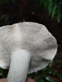 Wood Hedgehog thumbnail 4