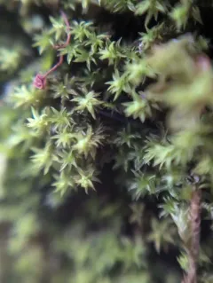 Park Yoke-moss thumbnail 4