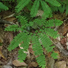 northern maidenhair fern thumbnail 3