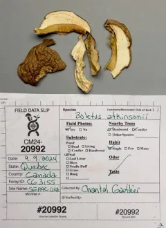 Boletus atkinsonii thumbnail 4