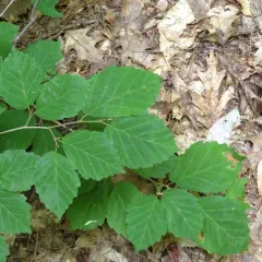 american witch-hazel thumbnail 3