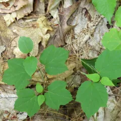 mapleleaf viburnum thumbnail 4