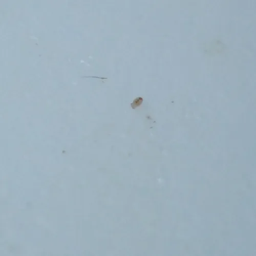 Megalothorax minimus
