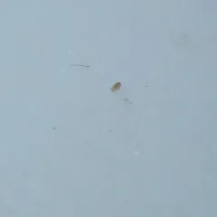 Megalothorax minimus thumbnail 1