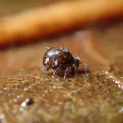 Vesicephalus occidentalis thumbnail 2