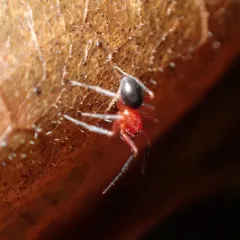 Walckenaeria auranticeps thumbnail 1