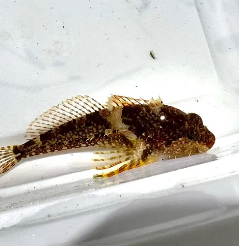 Scalyhead Sculpin