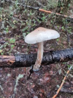 Pholiota lenta thumbnail 4