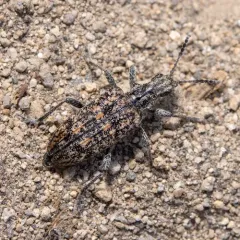 Ribbed Pine Borer thumbnail 2