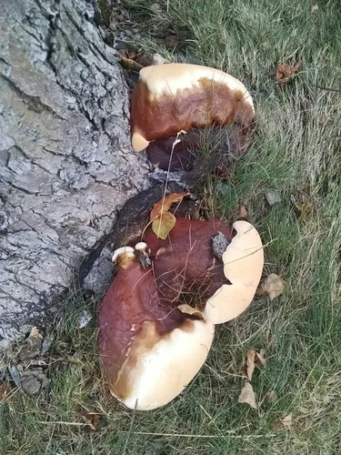 Ganoderma polychromum