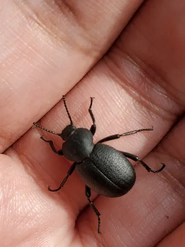 Eleodes constricta