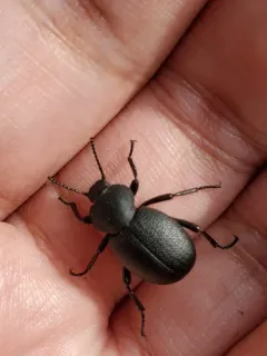 Eleodes constricta thumbnail 1