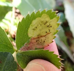 Agromyza idaeiana thumbnail 2