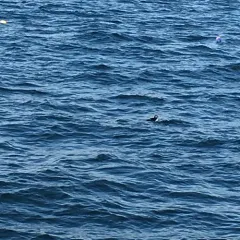 Atlantic Puffin thumbnail 3