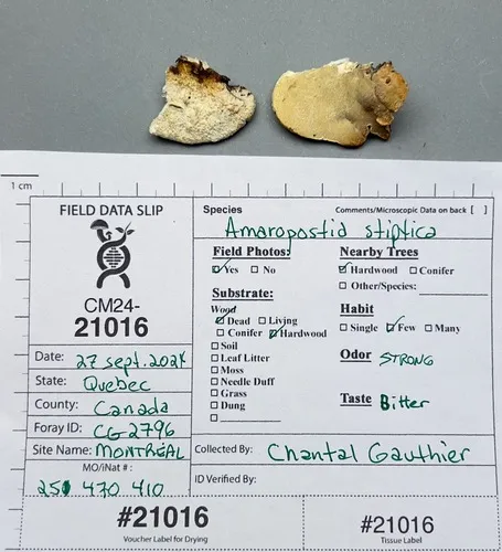 Bitter Bracket
