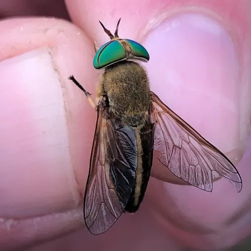 Tabanus quinquevittatus