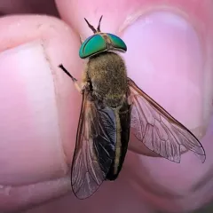 Tabanus quinquevittatus thumbnail 1