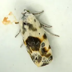Olive-shaded Bird-dropping Moth thumbnail 2