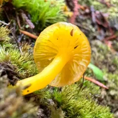Butter Waxcap thumbnail 4