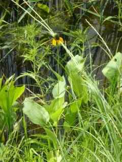 clasping coneflower thumbnail 2