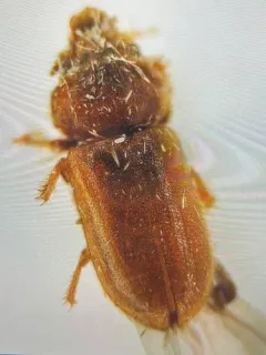 Tropicus pusillus thumbnail 4