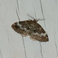 Small Rivulet thumbnail 3