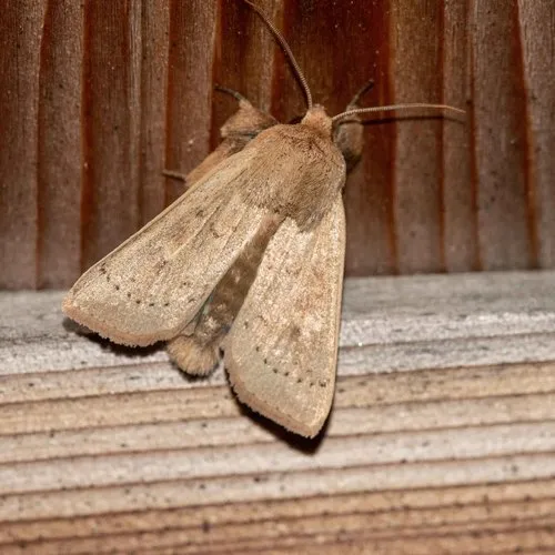False Wainscot