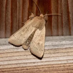 False Wainscot thumbnail 1