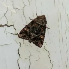 Otter Spiramater Moth thumbnail 2