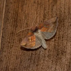 Putnam's Looper Moth thumbnail 3