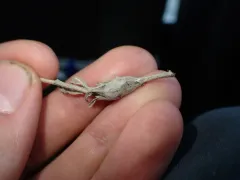 Russian Knapweed Gall Wasp thumbnail 3
