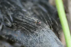 Protopiophila latipes thumbnail 3