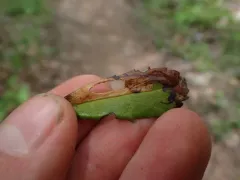 Coleophora glaucella thumbnail 2