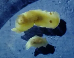 Chan's Dorid thumbnail 4