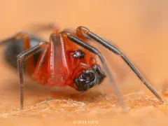 Walckenaeria auranticeps thumbnail 3