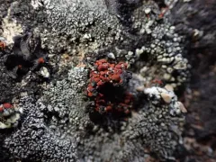 Parasitic Firedot Lichen thumbnail 4