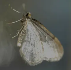 Winter Moth thumbnail 2