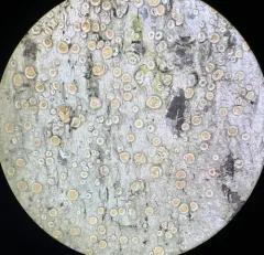 Bumpy Rim-lichen thumbnail 4